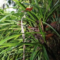 Cymbidium aloifolium (L.) Sw.